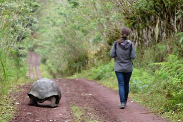 En chemin avec la tortue géante